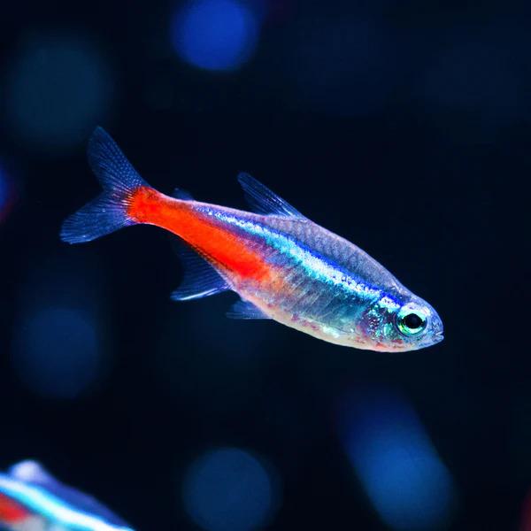 Cá Neon - Tetras