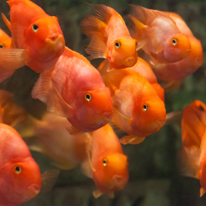 Cá Hồng Két - Blood Parrot Cichlid