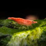 Tép Sakura đỏ - Red Cherry Sakura Shrimp (Neocaridina)