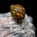 Ốc Batik Nerite - Batik Nerite Snail
