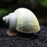 Ốc Mystery xanh - Blue Mystery Snails