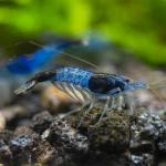 Tép Rili xanh dương - Blue Rili Shrimp