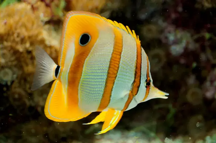 butterflyfish-588a0a803df78caebcc08582.jpg