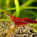 Tép Sula đỏ - Red Sulawesi Shrimp (Caridina)