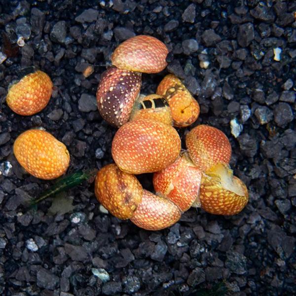 Ốc Nerite hồng - Pink Lady Nerite Snail