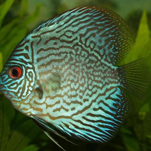 Royal Blue Discus