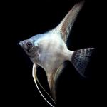 Avatar Turkey Green Angelfish