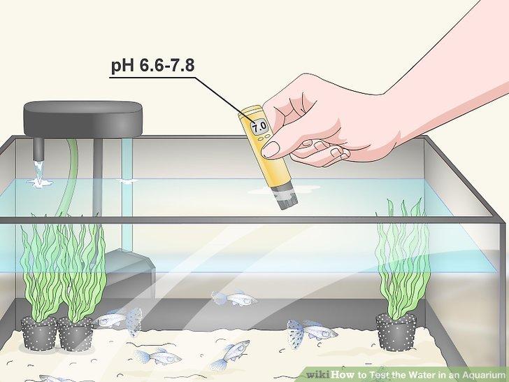 aid218163-v4-728px-Test-the-Water-in-an-Aquarium-S