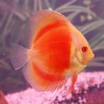 Albino Red Marlboro Discus
