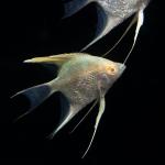 Albino Angelfish