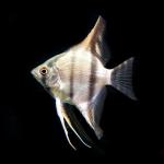 Peruvian Altum Angelfish
