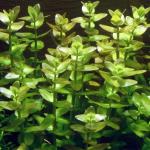 Lệ nhi - Bacopa Caroliniana