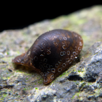 Ốc Nerite Batman - Batman Nerite Snail