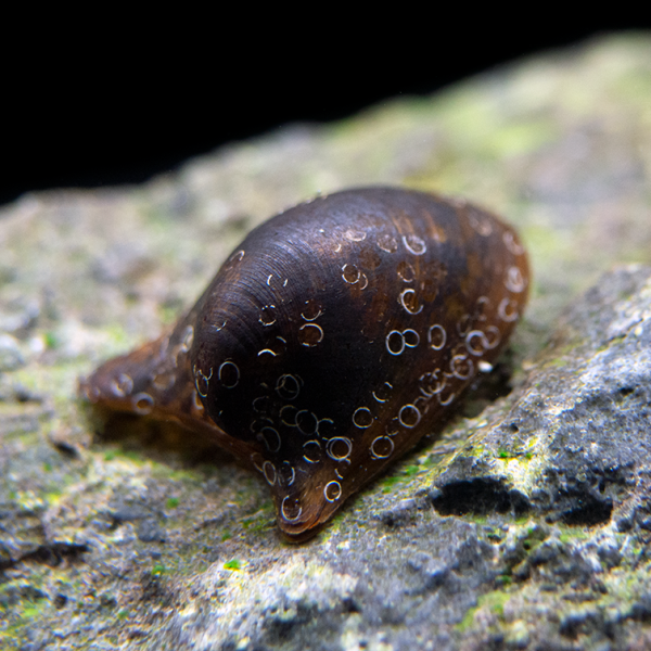 Ốc Nerite Batman - Batman Nerite Snail