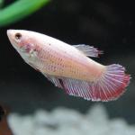 Assorted Betta, Female