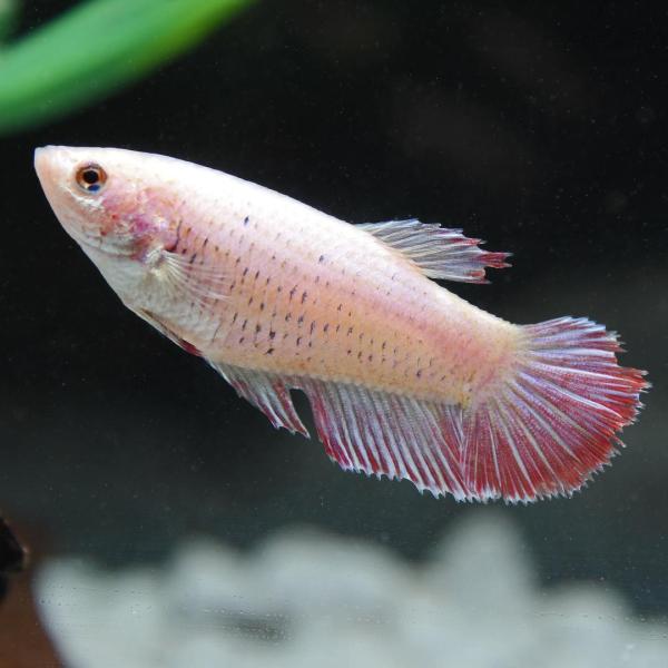 Assorted Betta, Female