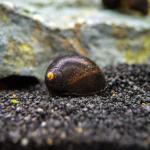 Ốc Nerite Midnight Black - Midnight Black Nerite Snail