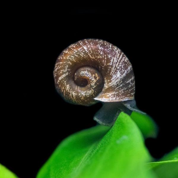 Ốc Ramshorn đen - Black Ramshorn Snail