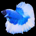 Halfmoon Butterfly Betta - Male