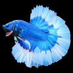 Halfmoon Butterfly Betta - Male
