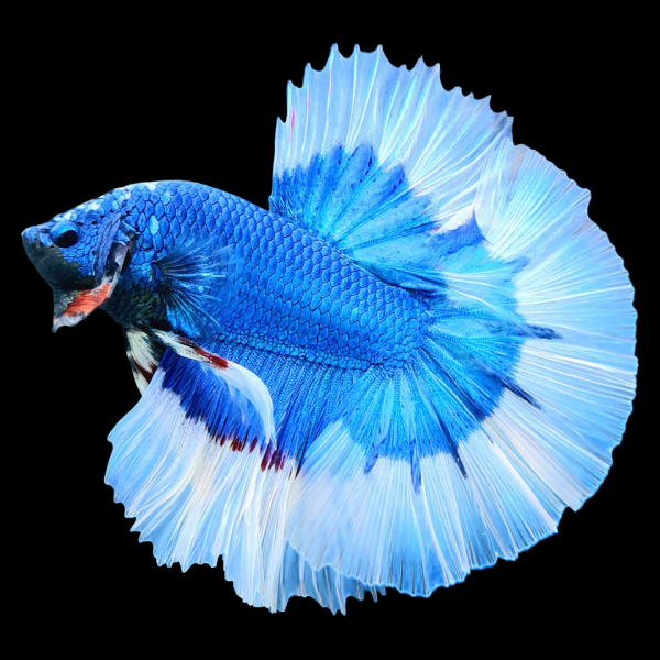 Halfmoon Butterfly Betta - Male