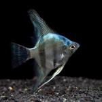 Blue Diamond Angelfish