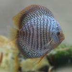 Blue Snakeskin Discus