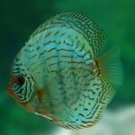 Blue Turquoise Discus