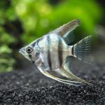 Blue Zebra Angelfish