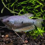 Cá sặc ba chấm - Three-spot Gourami (Cá sặc xanh)