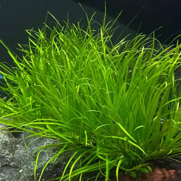 Cỏ nhật - Blyxa Japonica