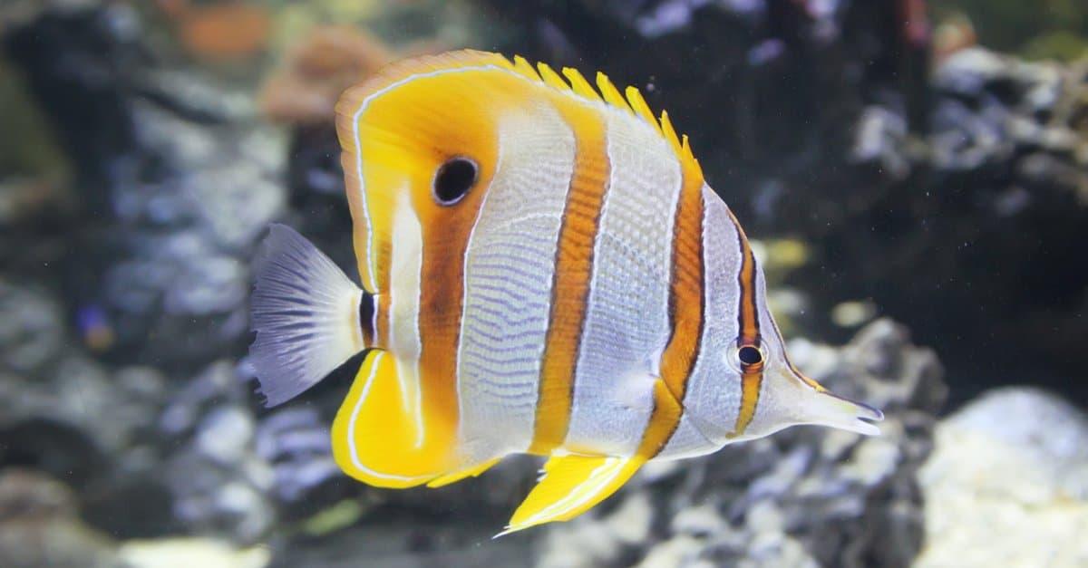 butterfly-fish