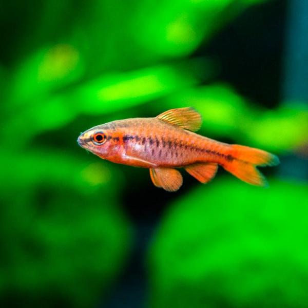 Cá diếc anh đào - Cherry Barb