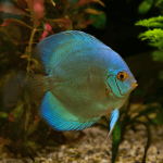 Cobalt Blue Discus