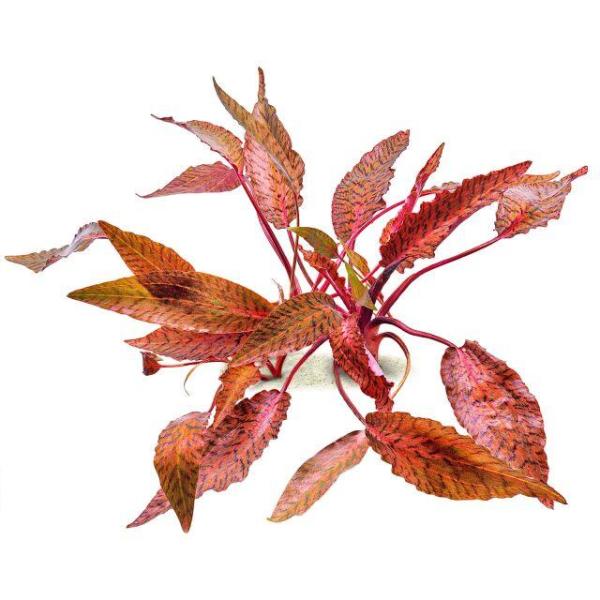 Tiêu thảo Nurri - Cryptocoryne Nurri