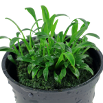 Tiêu thảo parva - Cryptocoryne parva