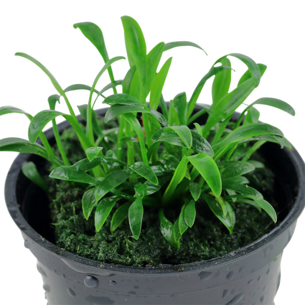 Tiêu thảo parva - Cryptocoryne parva