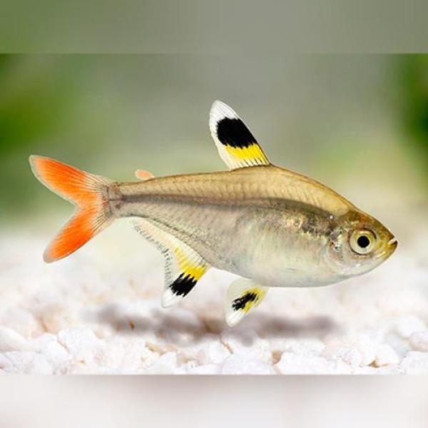 X-Ray Pristella Tetra