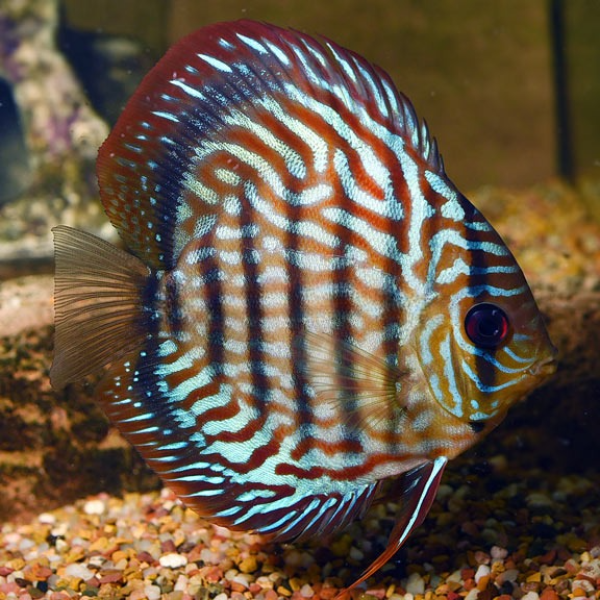 Red Turquoise Discus