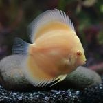 Albino Yellow Marlboro Discus