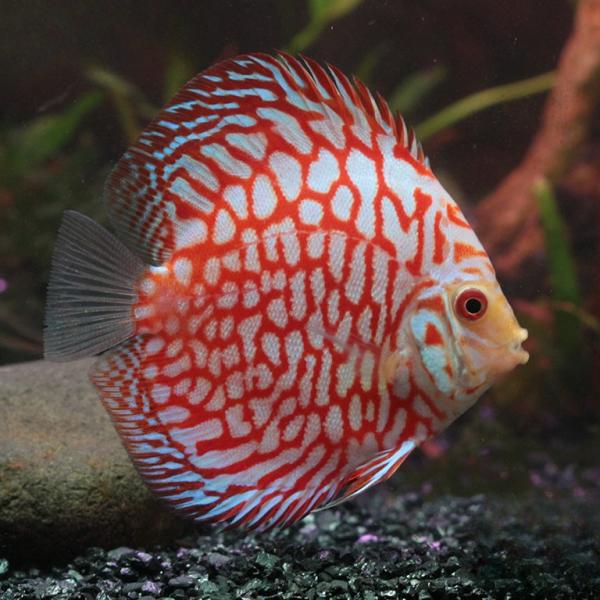 Red Pigeon Blood Discus
