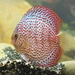 Red Leopard Discus