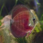 Red Rose Discus
