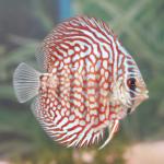 Red Royal Discus