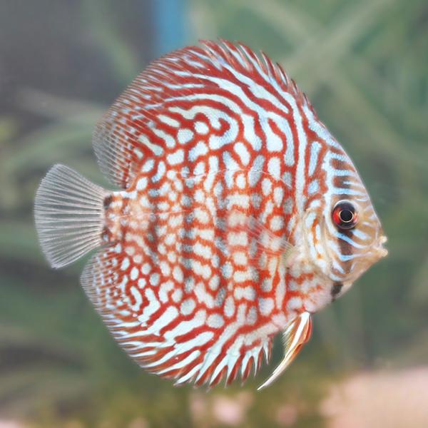 Red Royal Discus