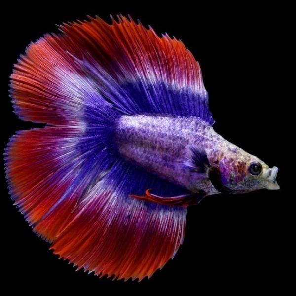 Halfmoon Double Tail Betta