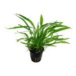 Dương xỉ Java lá hẹp - Microsorum Pteropus 'narrow leaf'