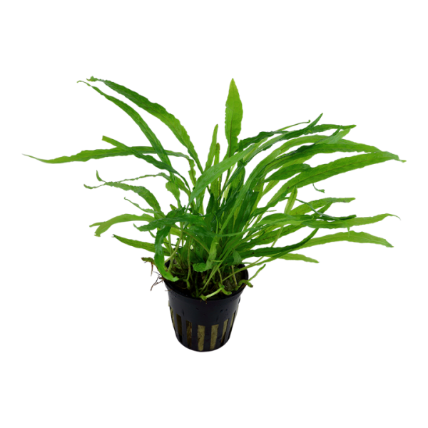 Dương xỉ Java lá hẹp - Microsorum Pteropus 'narrow leaf'