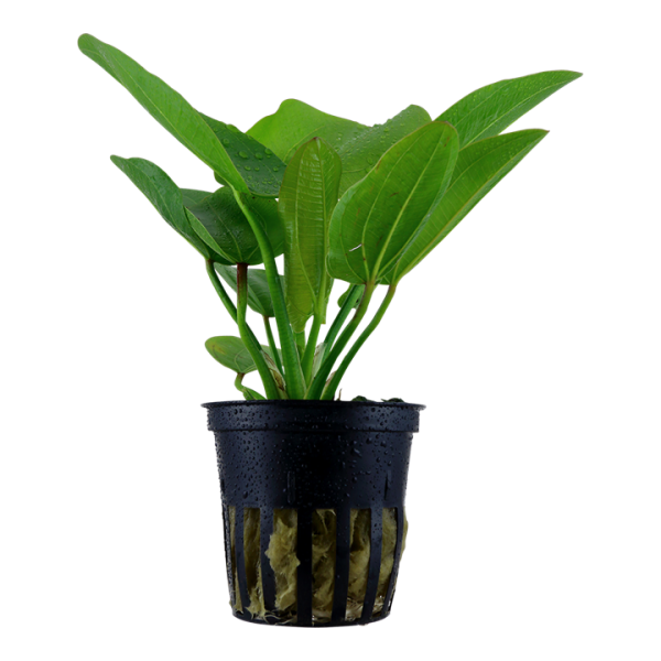 Trầu lùn - Echinodorus tropica