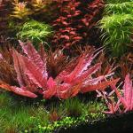 Tiêu thảo hồng - Cryptocoryne Flamingo